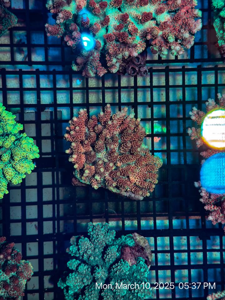SPS Acropora 15-duoc-ban-tai-ROYAL AQUA - Only Top Picks for You
