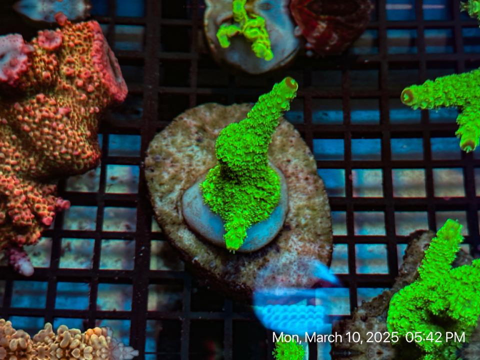 SPS Chân Gà( Digi Green) 1-duoc-ban-tai-ROYAL AQUA -  Flights everywhere