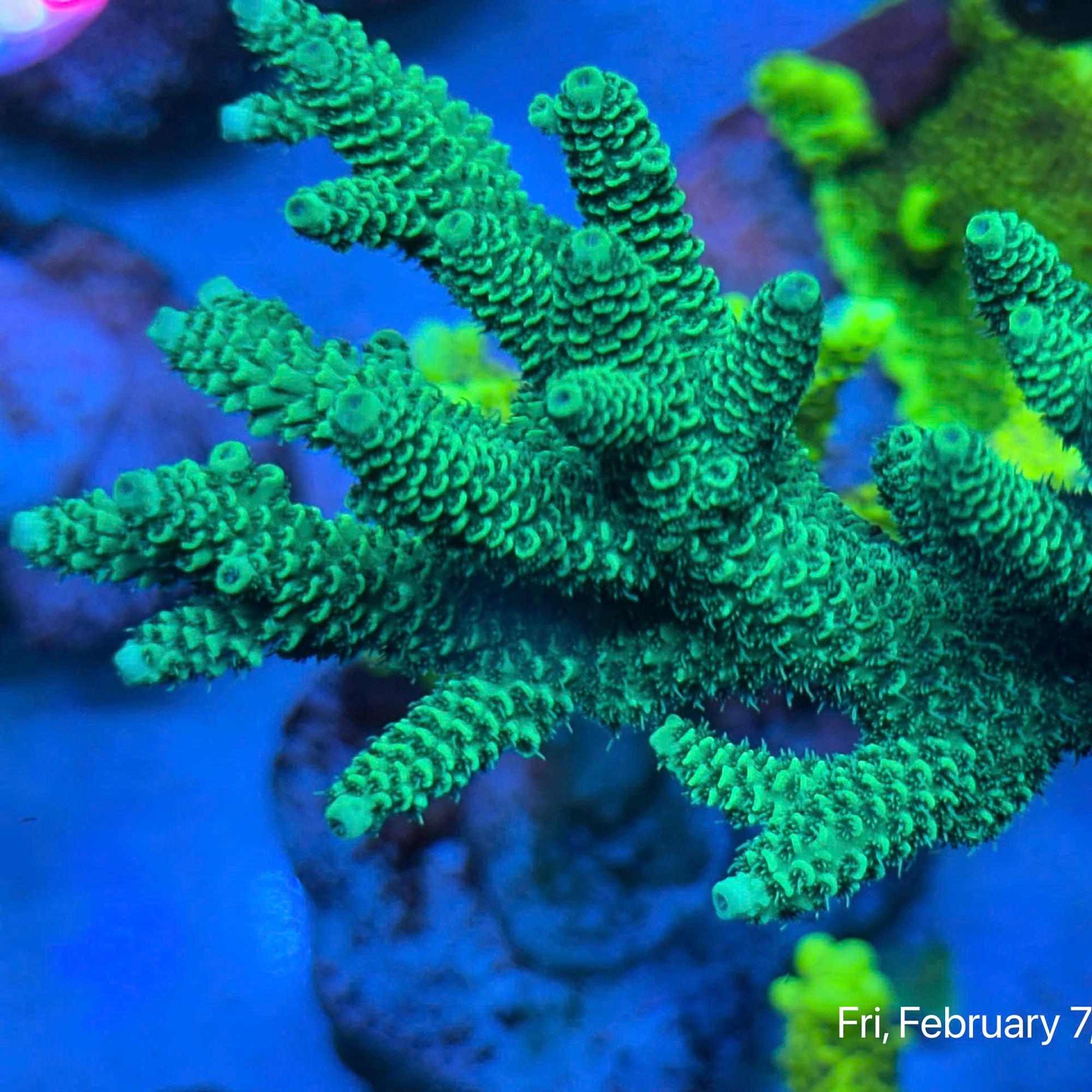 SPS Việt Tenius-duoc-ban-tai-ROYAL AQUA -  Flights everywhere