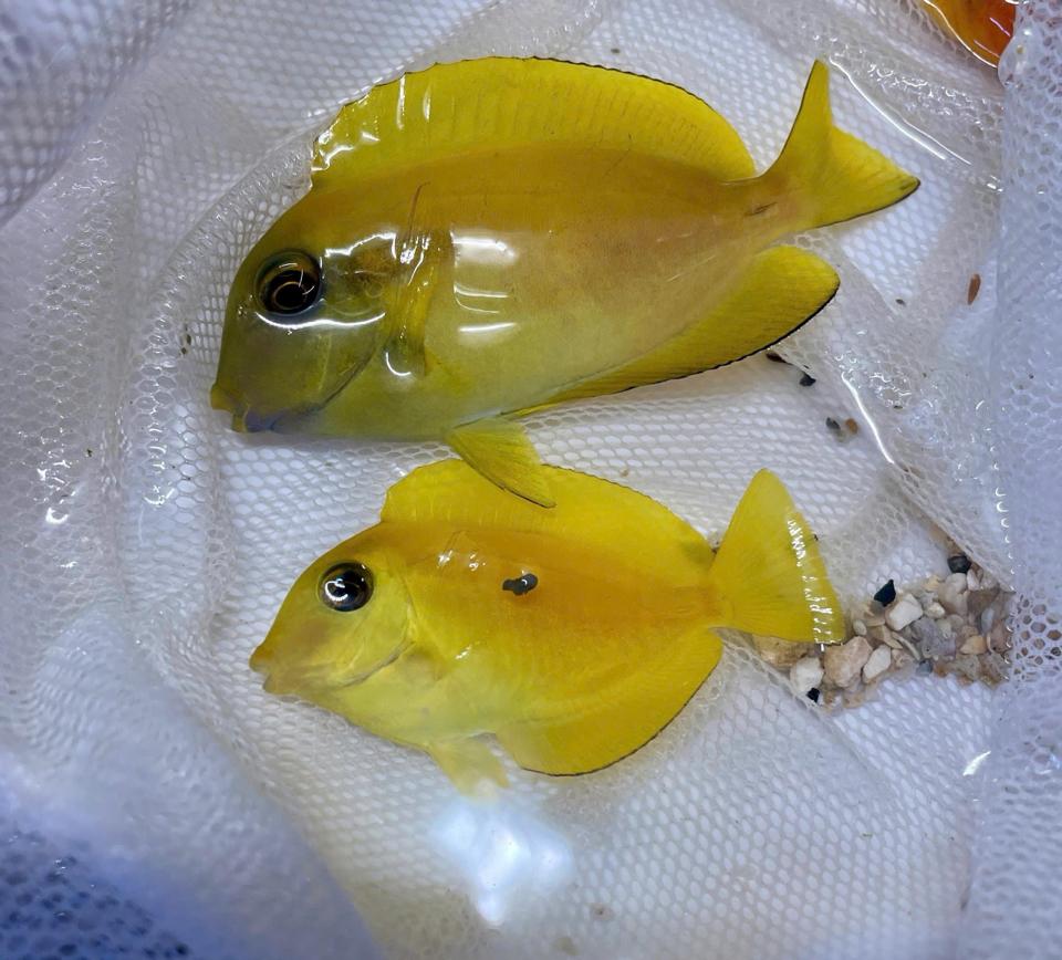 Nẻ bút-duoc-ban-tai-ROYAL AQUA -  Flights everywhere