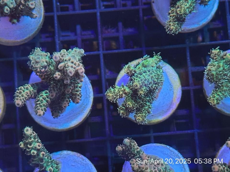 Frag Mili Vàng -duoc-ban-tai-ROYAL AQUA -  Flights everywhere