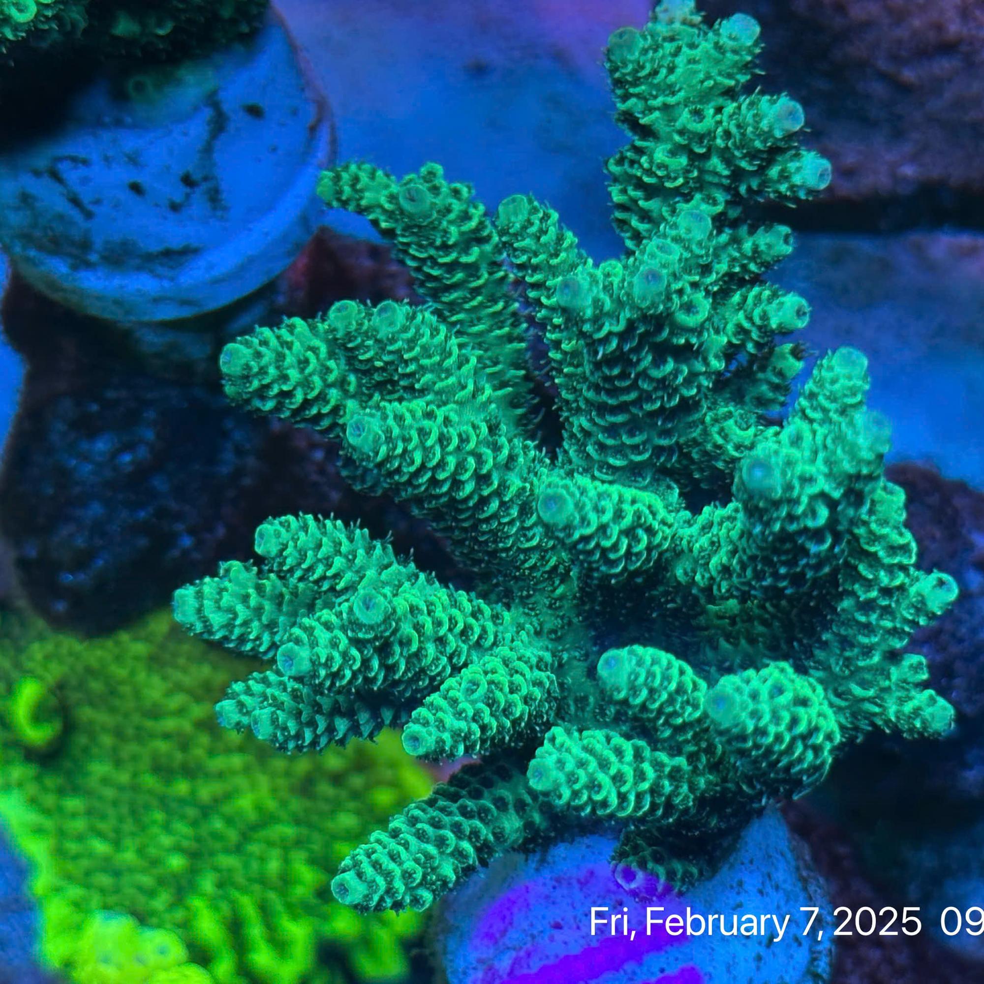 SPS Việt Tenius-duoc-ban-tai-ROYAL AQUA -  Flights everywhere