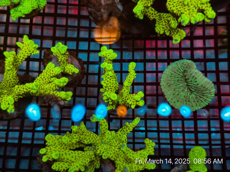 Rồng Vàng nhỏ- Yeallow Dragon-duoc-ban-tai-ROYAL AQUA -  Flights everywhere