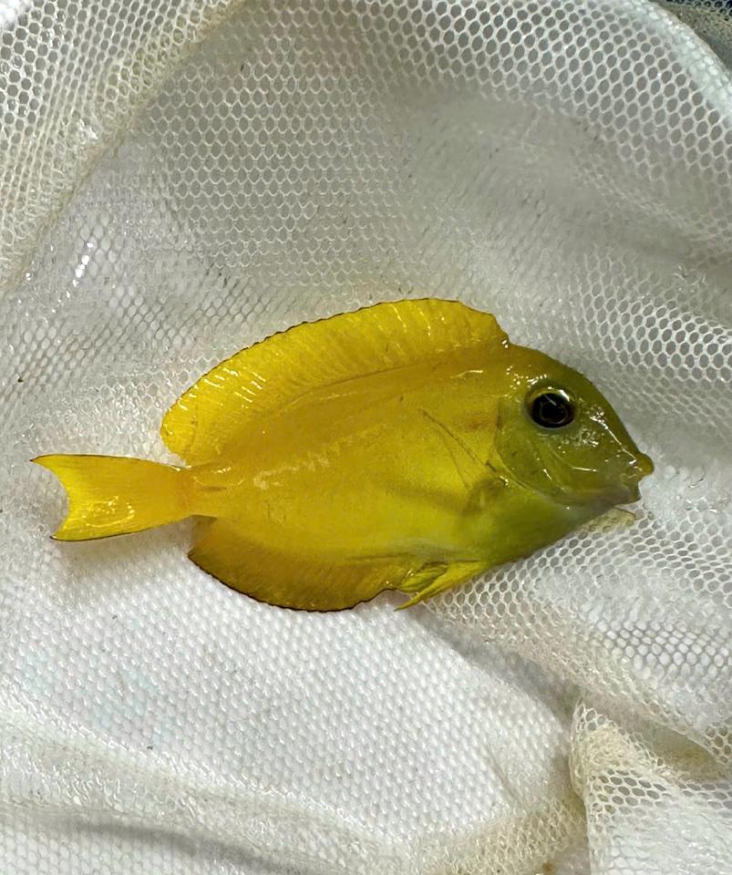 Nẻ bút-duoc-ban-tai-ROYAL AQUA -  Flights everywhere