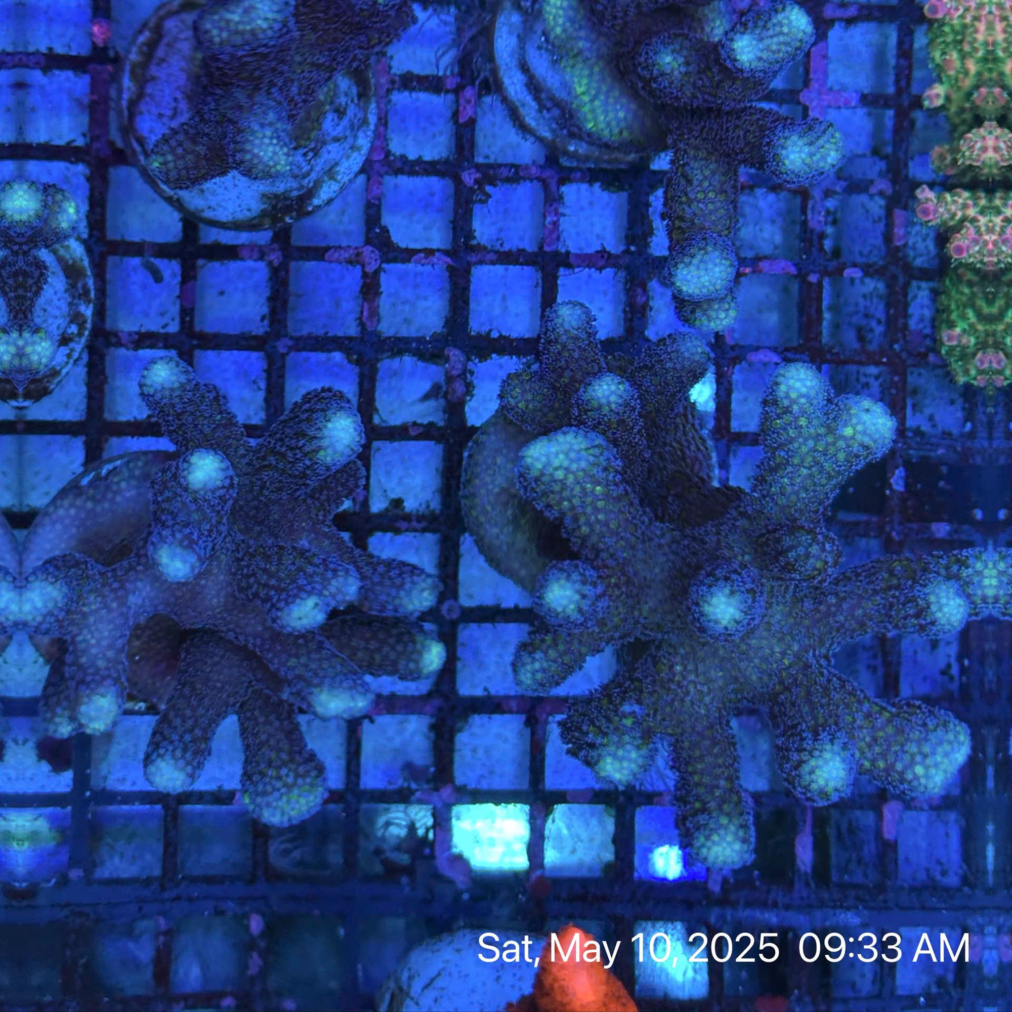 SPS Stylo Việt-duoc-ban-tai-ROYAL AQUA -  Flights everywhere