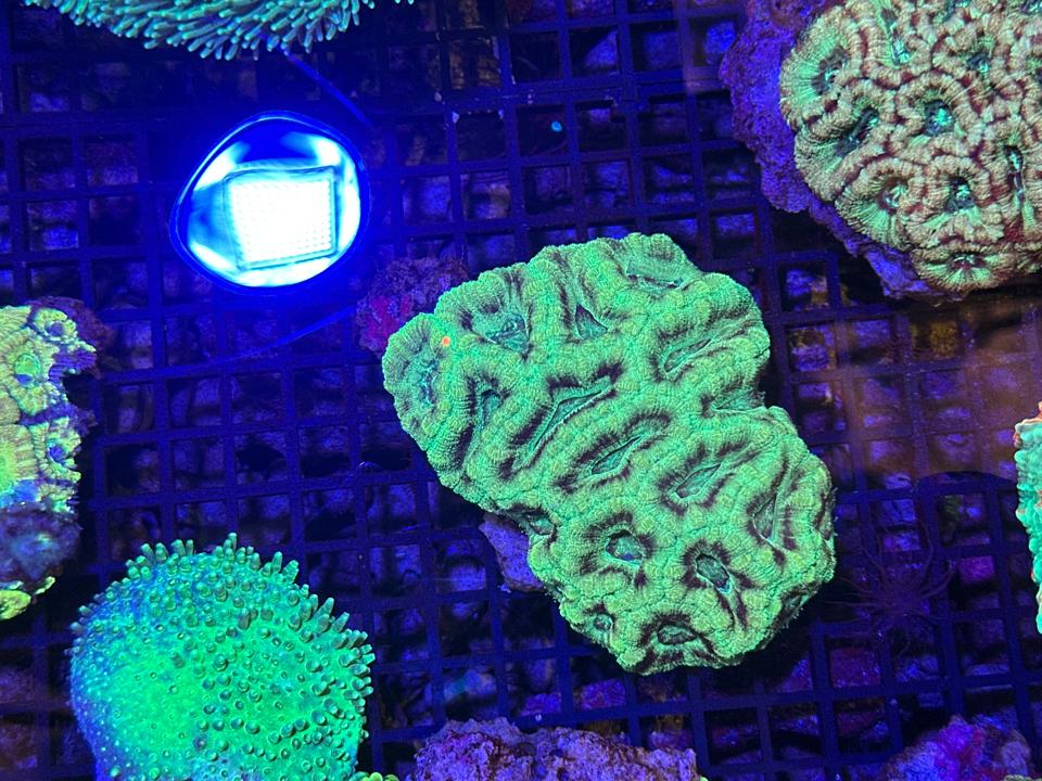 LPS Acan-duoc-ban-tai-ROYAL AQUA -  Flights everywhere