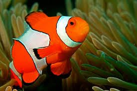 Nemo size 5-5,5cm-duoc-ban-tai-ROYAL AQUA -  Flights everywhere