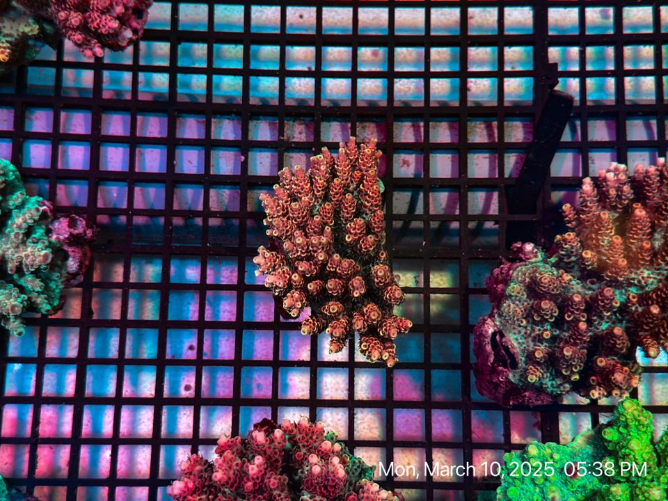SPS Acropora-duoc-ban-tai-ROYAL AQUA - Only Top Picks for You