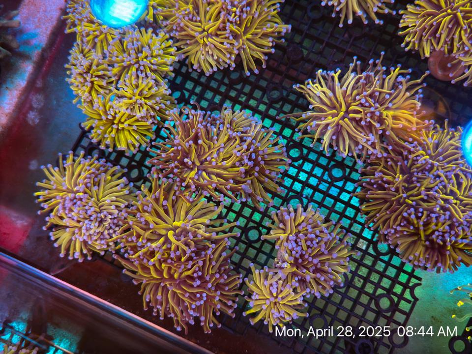 Diêm vàng VIP-duoc-ban-tai-ROYAL AQUA -  Flights everywhere