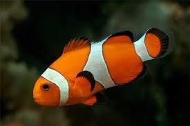Nemo size 3,5-4,5cm-duoc-ban-tai-ROYAL AQUA -  Flights everywhere