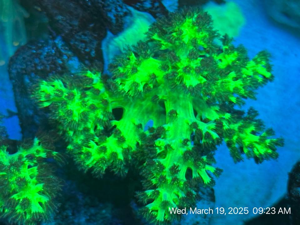 Tree Úc xịn-duoc-ban-tai-ROYAL AQUA -  Flights everywhere