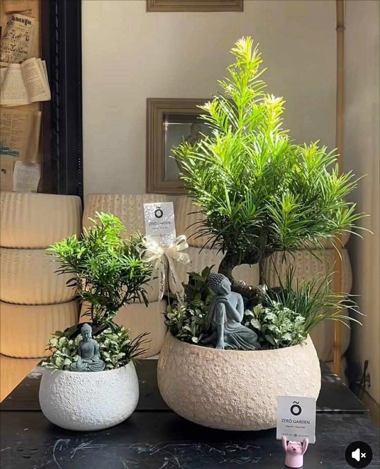 Tc tùng la hán hạt dẻ size L-duoc-ban-tai-ZERÕ GARDEN VIET NAM