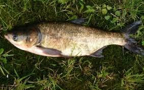 Cá Mè Hoa Sông >6kg-duoc-ban-tai-Http://VuonNhaMinh.Net