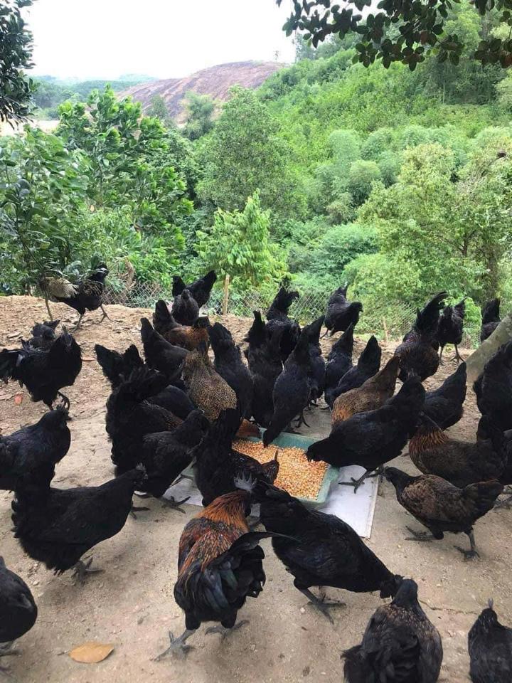 Trứng gà H’MONG Bản-duoc-ban-tai-Http://VuonNhaMinh.Net