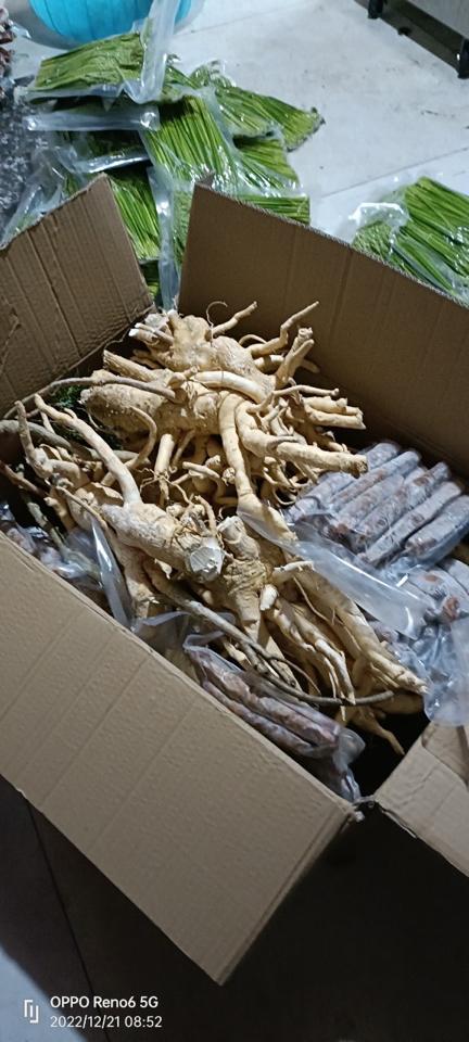 Đinh Lăng Bắc-duoc-ban-tai-Http://VuonNhaMinh.Net