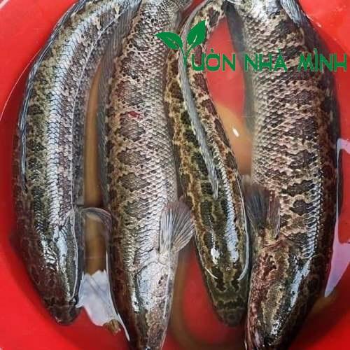 Cá Quả Hoa Đồng Tự Nhiên-duoc-ban-tai-Http://VuonNhaMinh.Net