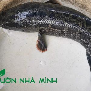 Cá Quả Hoa Đồng Tự Nhiên-duoc-ban-tai-Http://VuonNhaMinh.Net
