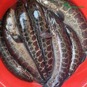 Cá Quả Hoa Đồng Tự Nhiên-duoc-ban-tai-Http://VuonNhaMinh.Net