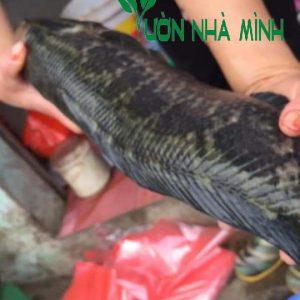 Cá Quả Hoa Đồng Tự Nhiên-duoc-ban-tai-Http://VuonNhaMinh.Net