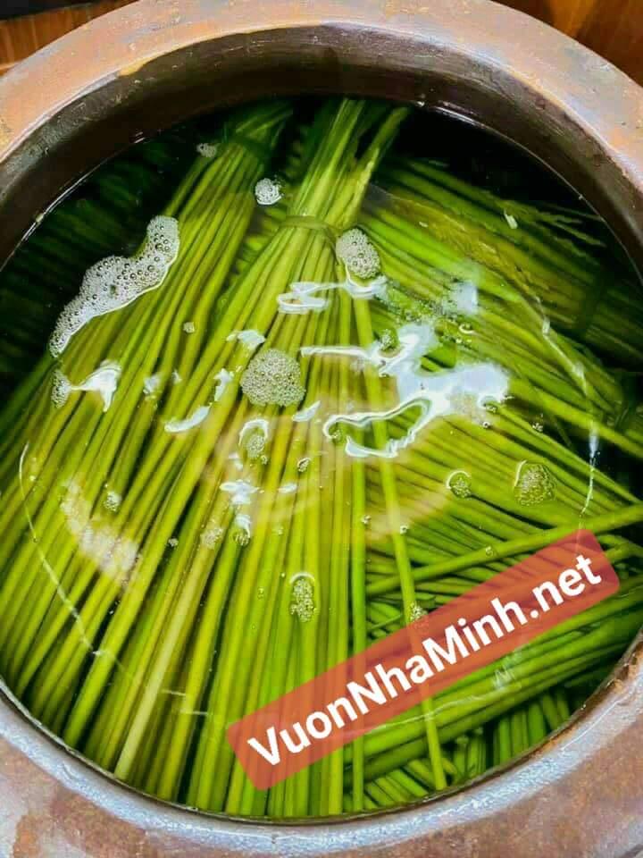 Rượu ngâm đòng lúa nếp nương 1 năm-duoc-ban-tai-Http://VuonNhaMinh.Net