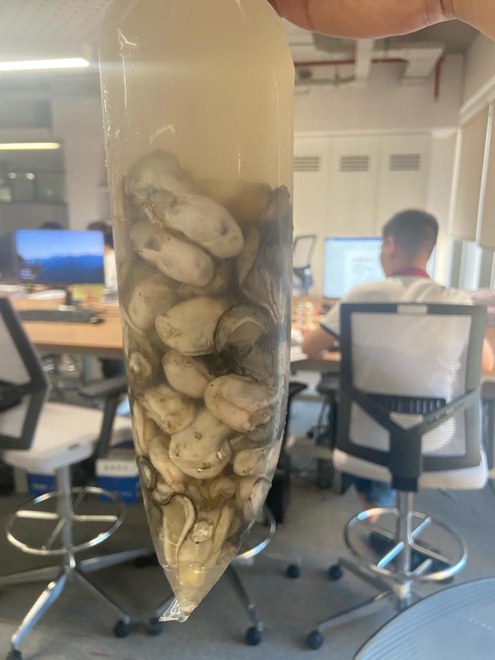 Hàu sữa 🦪 (Loại VIP siêu to 60-70 con)-duoc-ban-tai-🐬🐙🦈Hải “Sản” Seafood 🐬🐙🦈