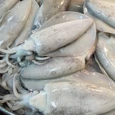 Mực lá 🦑-duoc-ban-tai-🐬🐙🦈Hải “Sản” Seafood 🐬🐙🦈