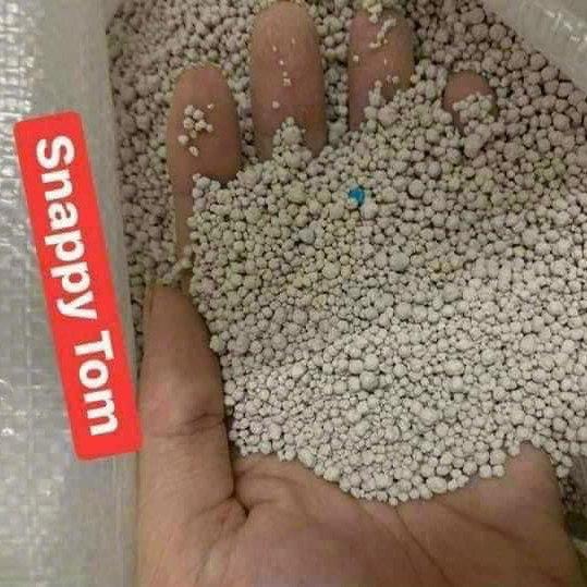 CÁT SNAPPY TOM-duoc-ban-tai-CHÚ MÈO BÉO PETSTORE