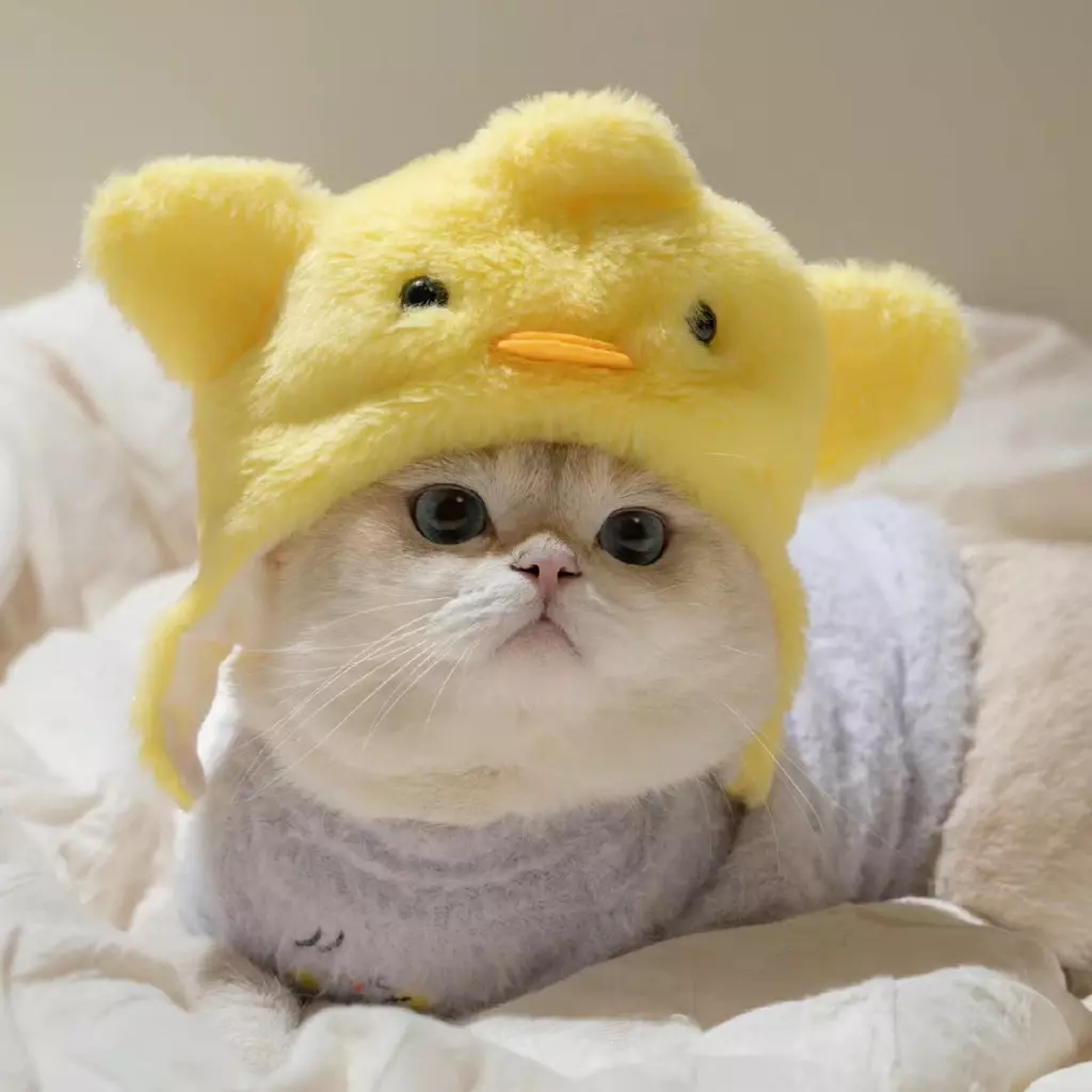 Mũ đội đầu-duoc-ban-tai-CHÚ MÈO BÉO PETSTORE