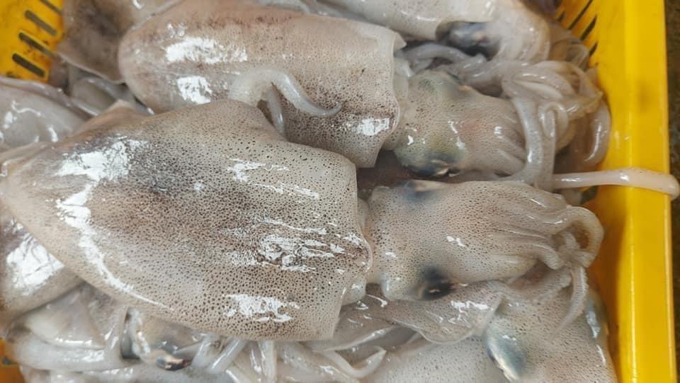 Mực Lá VIP-duoc-ban-tai-Seagi foods