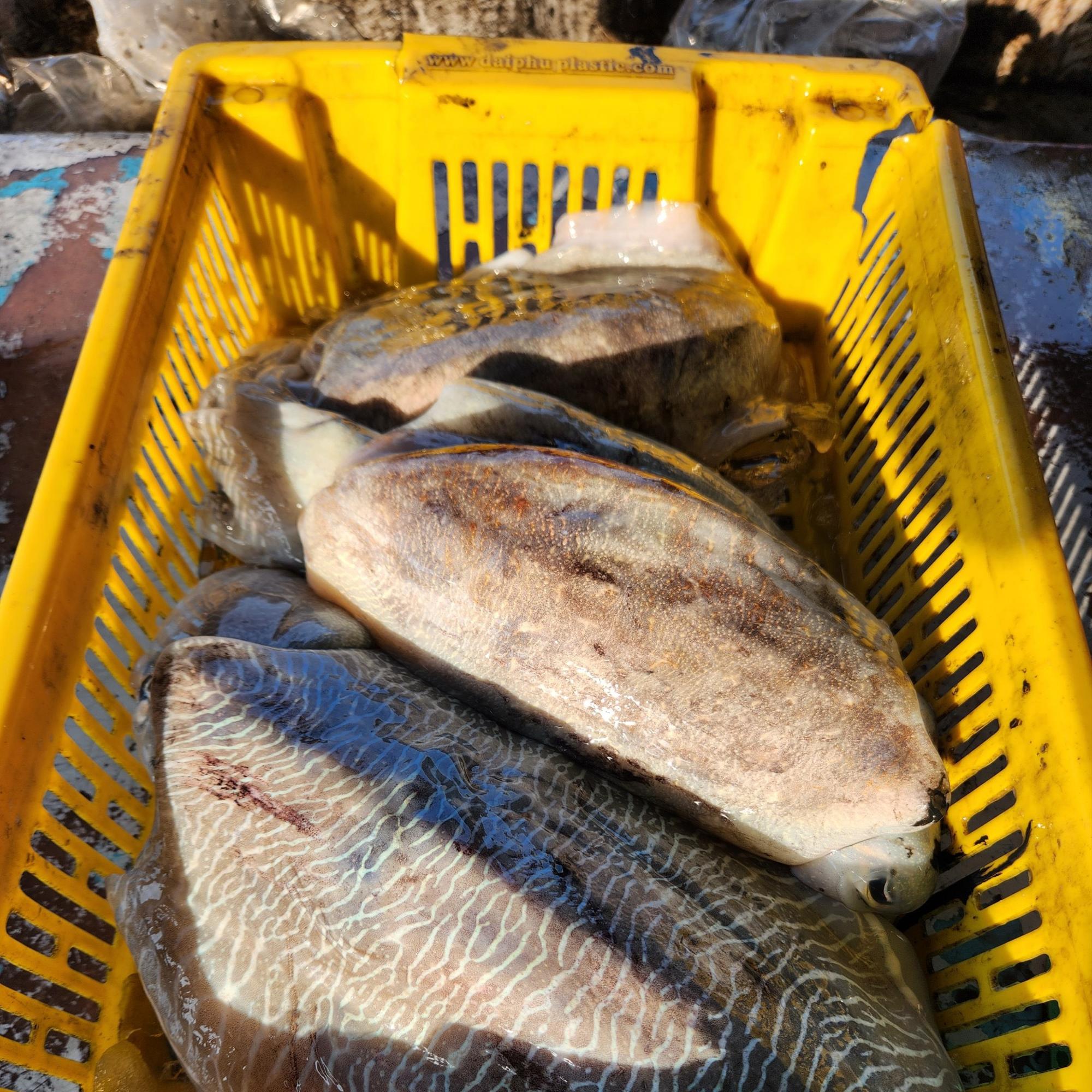 Mực Nang tươi-duoc-ban-tai-Seagi foods