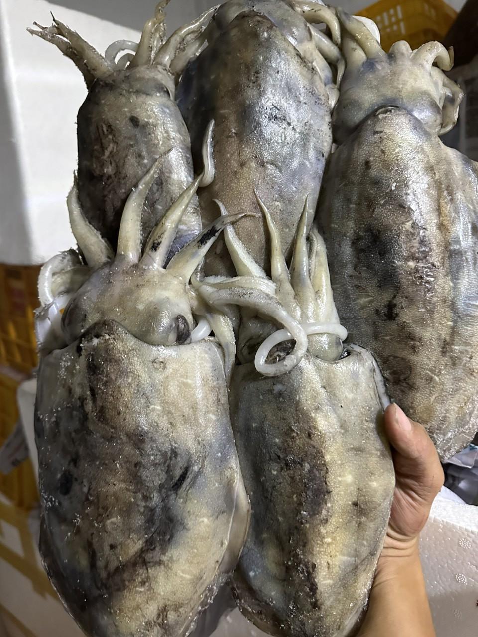Mực Nang cối-duoc-ban-tai-Seagi foods
