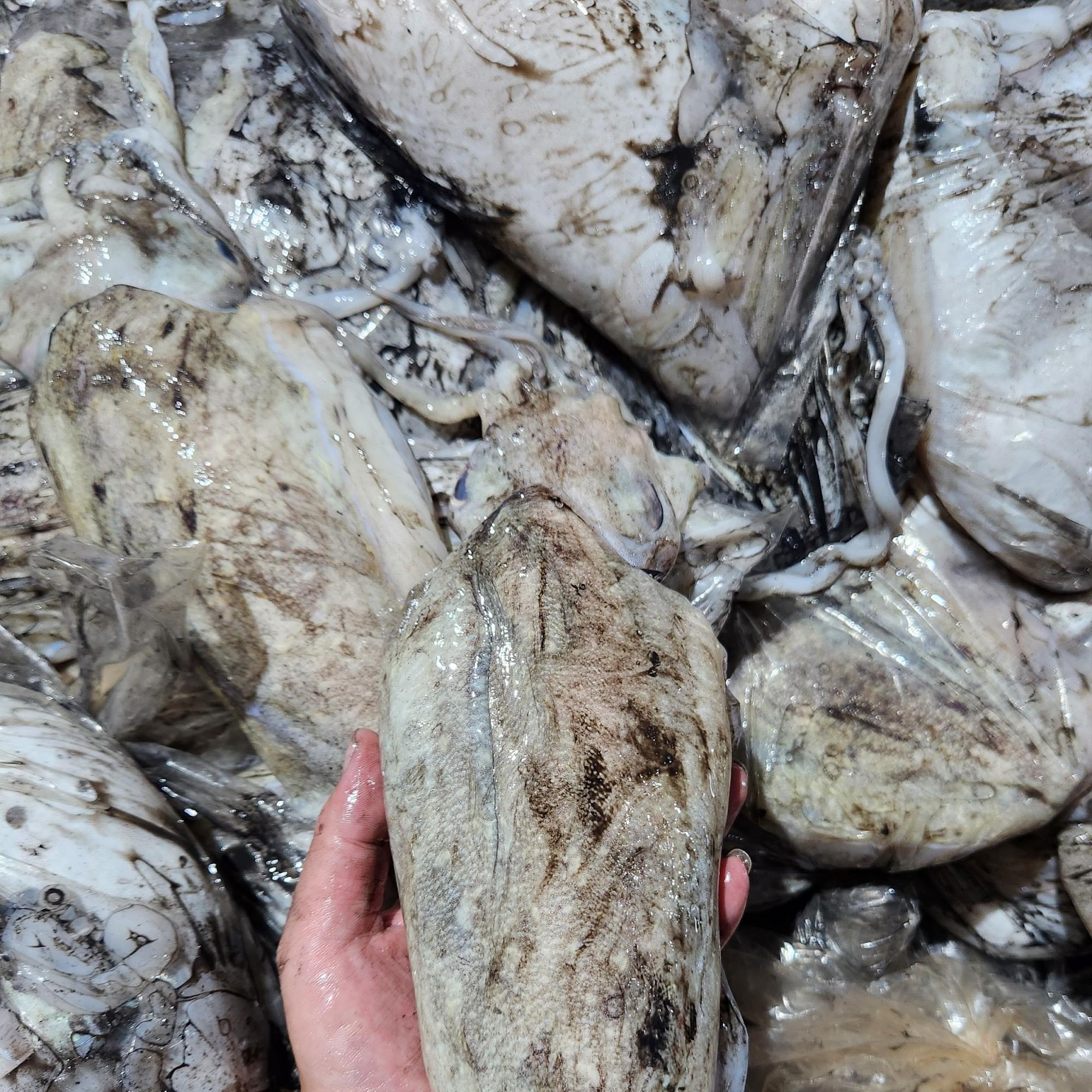 Mực Nang tươi-duoc-ban-tai-Seagi foods
