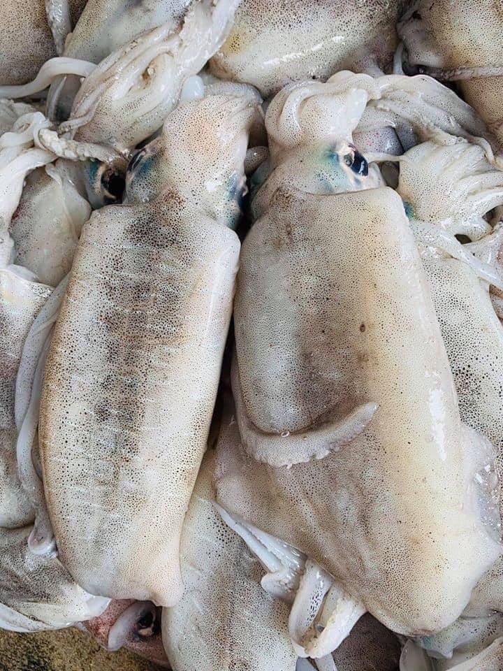 Mực Lá VIP-duoc-ban-tai-Seagi foods