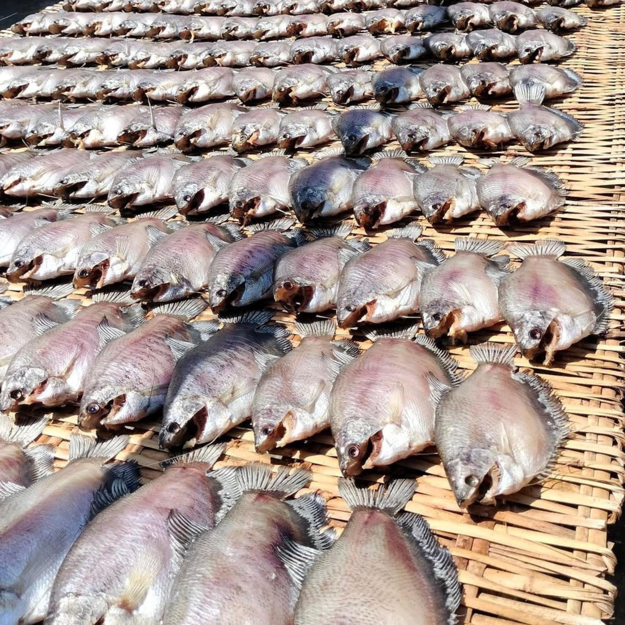 Khô cá Sặc Bổi 3 nắng vị lạt-duoc-ban-tai-Seagi foods