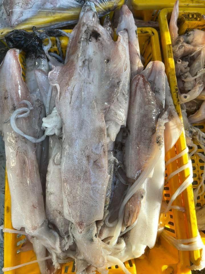 Mực Lá VIP-duoc-ban-tai-Seagi foods