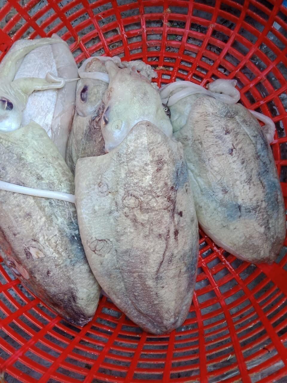 Mực Nang tươi-duoc-ban-tai-Seagi foods