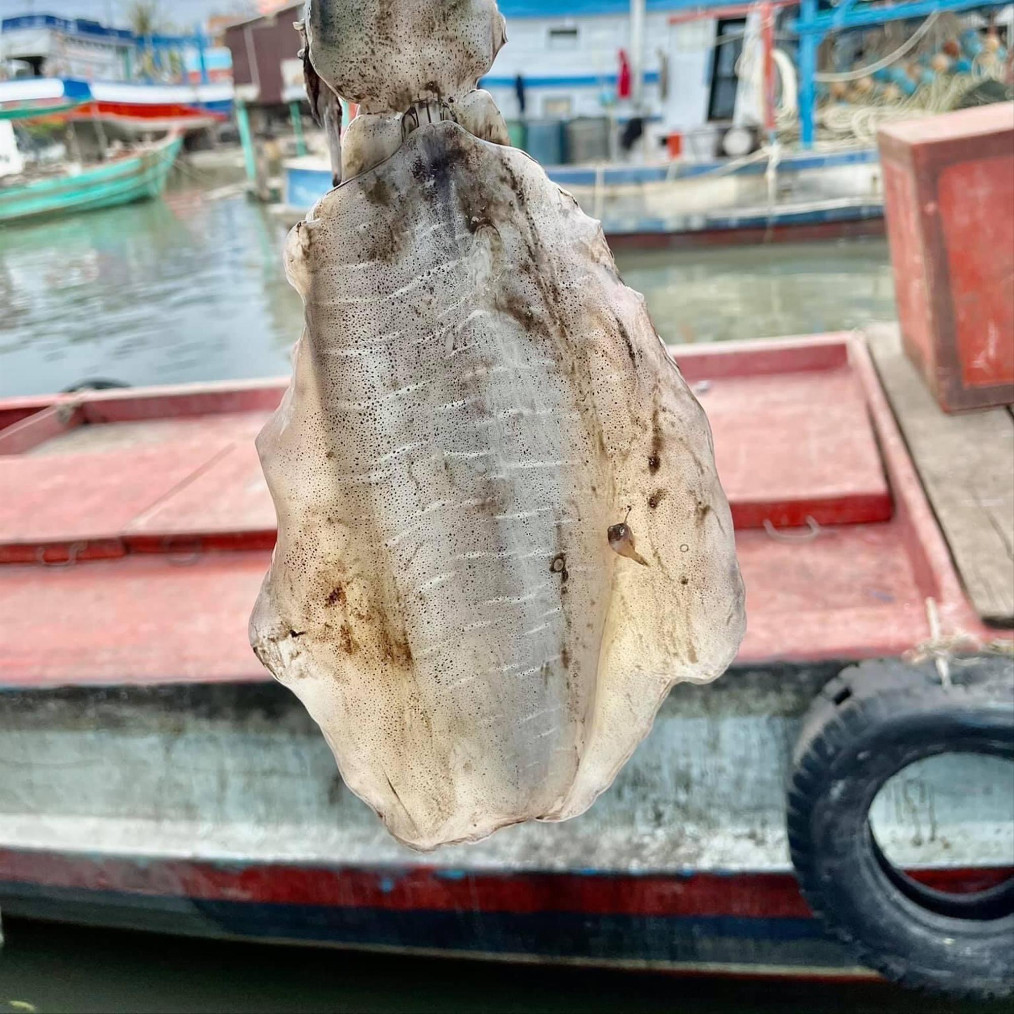 Mực Lá VIP-duoc-ban-tai-Seagi foods