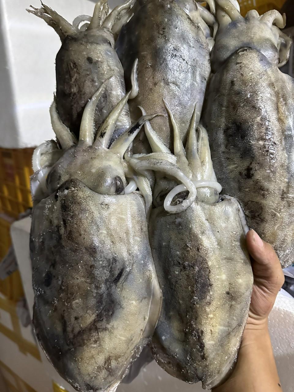 Mực Nang cối-duoc-ban-tai-Seagi foods