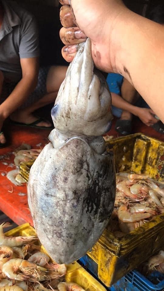 Mực Nang tươi-duoc-ban-tai-Seagi foods