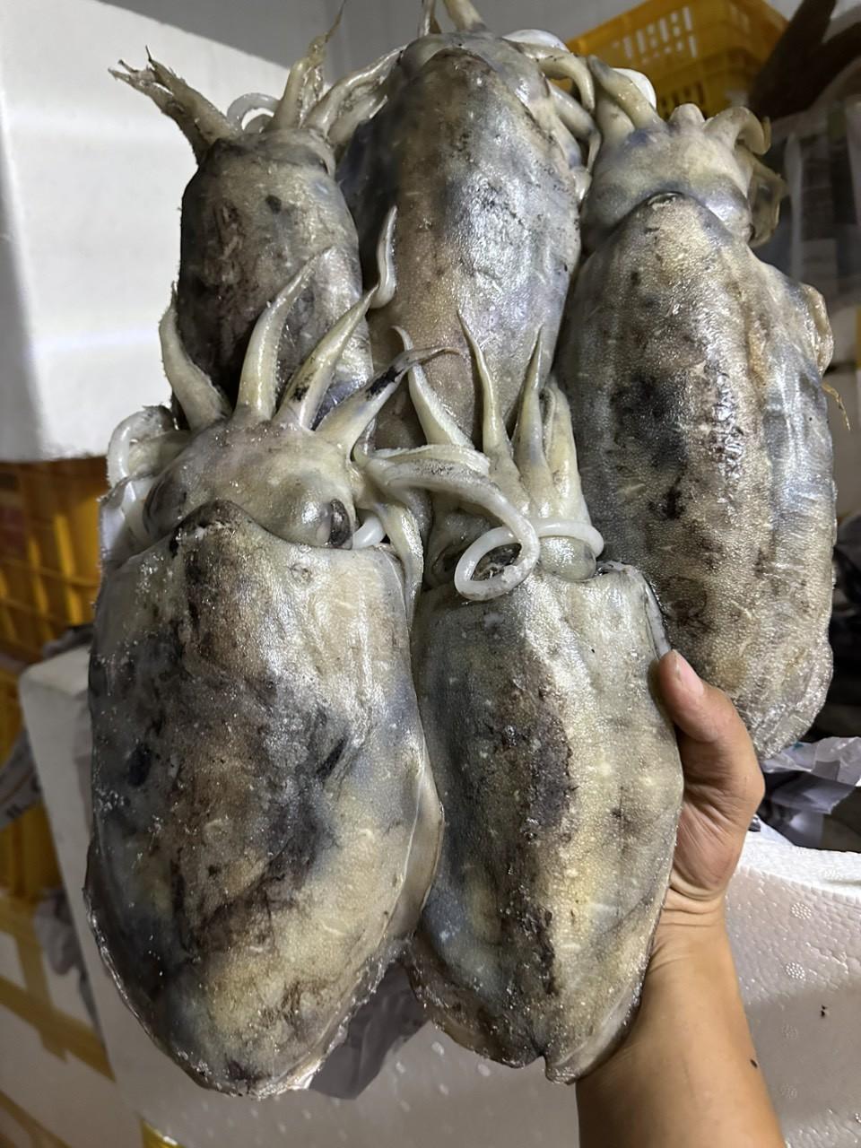 Mực Nang cối-duoc-ban-tai-Seagi foods