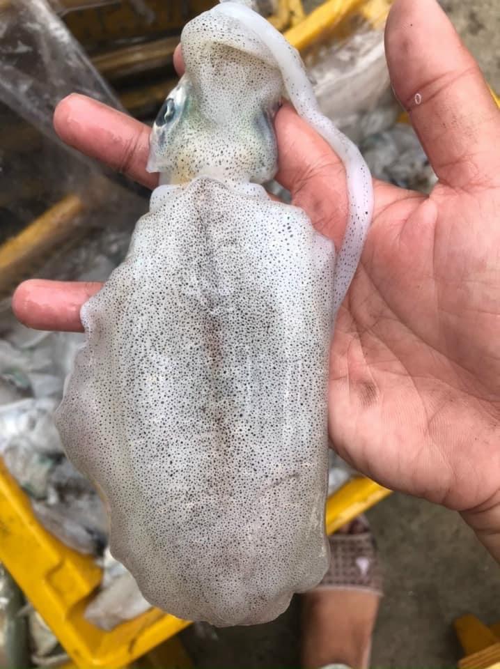 Mực Lá VIP-duoc-ban-tai-Seagi foods
