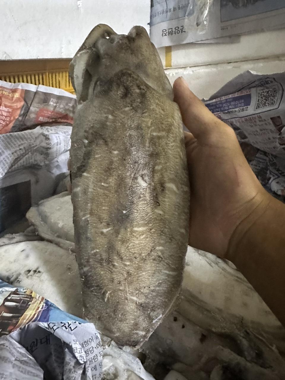 Mực Nang cối-duoc-ban-tai-Seagi foods