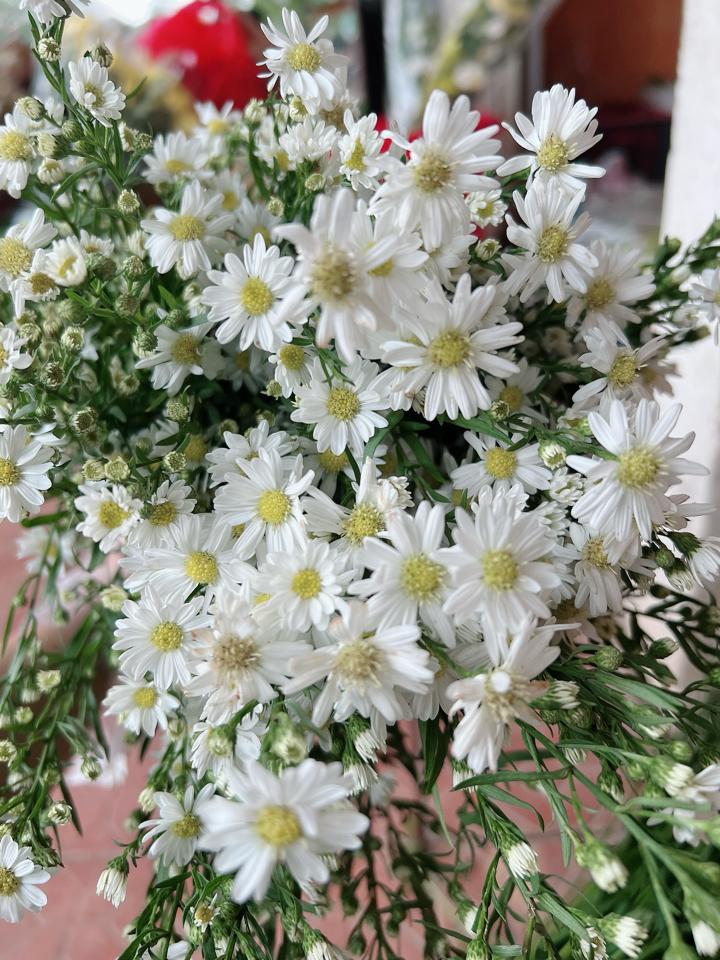 Thảo trắng-duoc-ban-tai-Bông flower