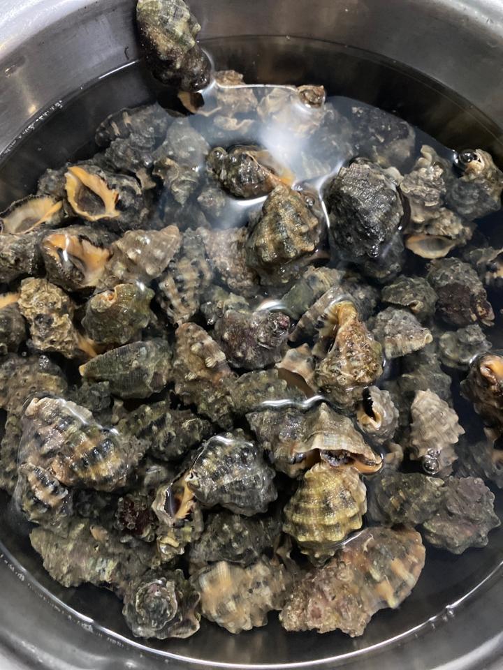 vôi vàng miệng-duoc-ban-tai-Ốc nàng dâu