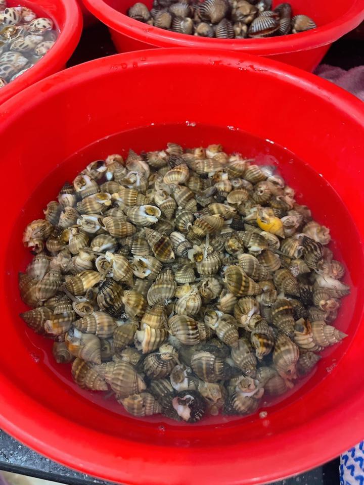 ốc mít sần-duoc-ban-tai-Ốc nàng dâu