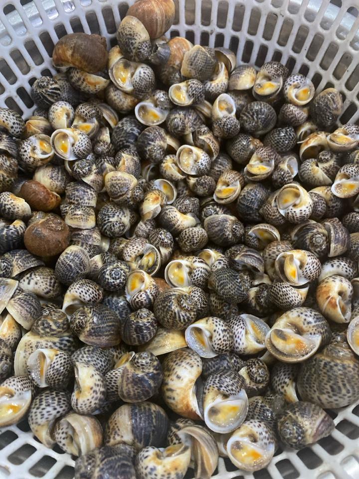 ốc bông-duoc-ban-tai-Ốc nàng dâu