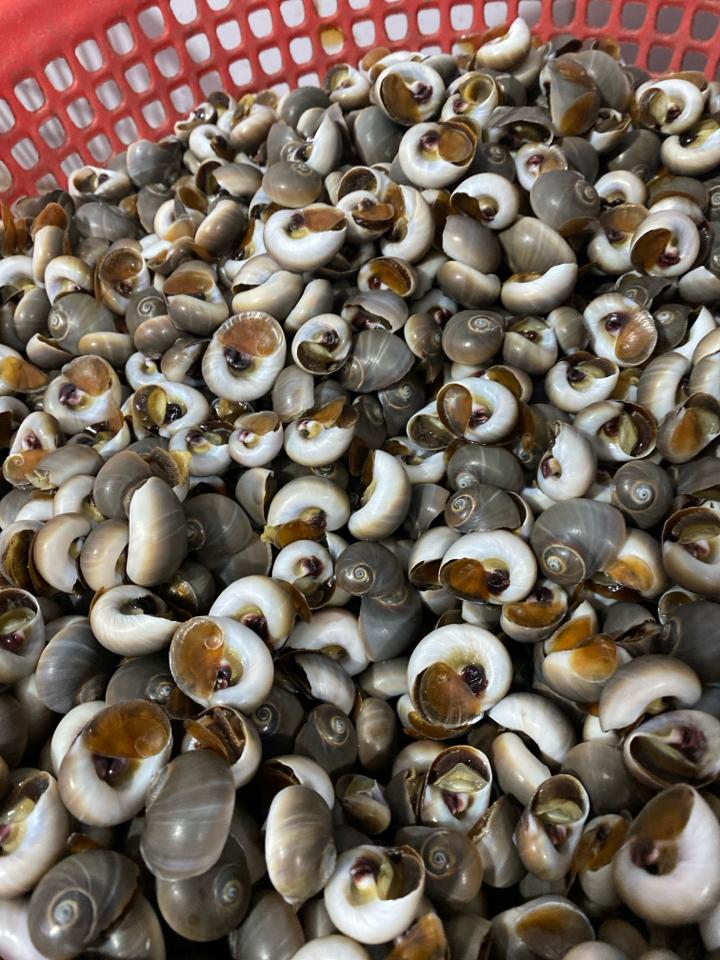 ốc mỡ-duoc-ban-tai-Ốc nàng dâu