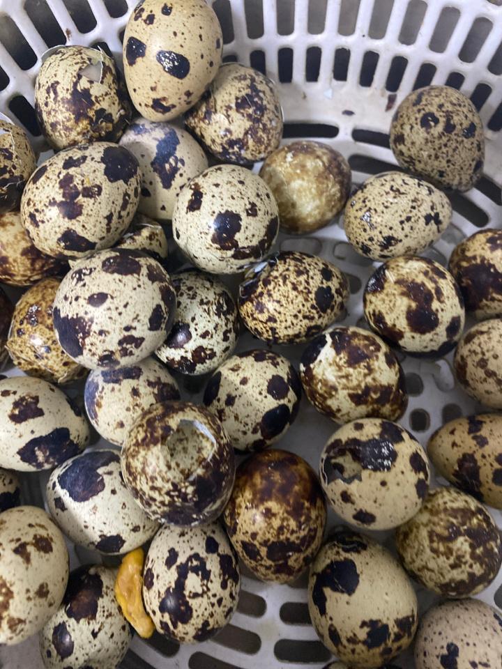 cút luộc-duoc-ban-tai-Ốc nàng dâu