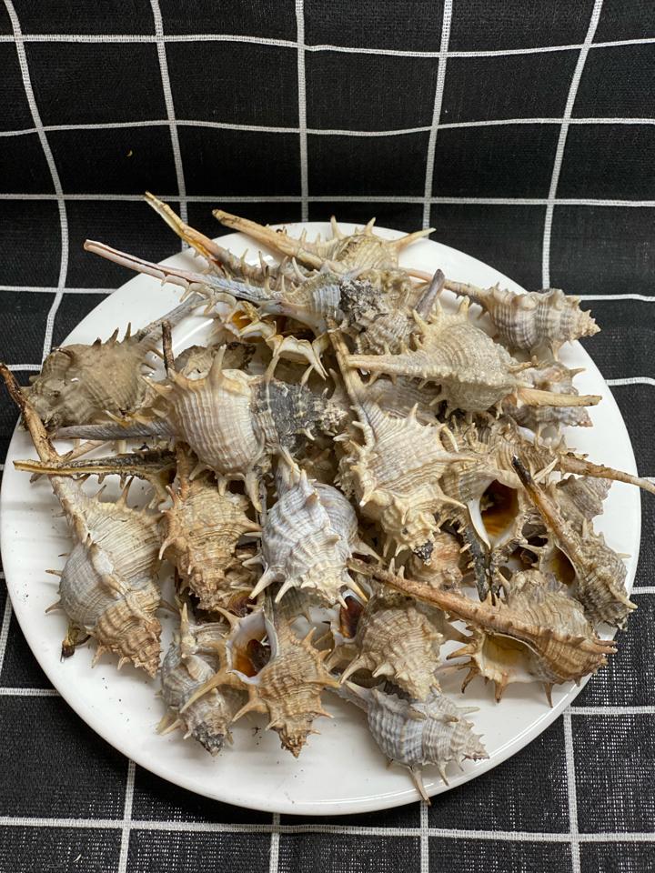 ốc gai-duoc-ban-tai-Ốc nàng dâu