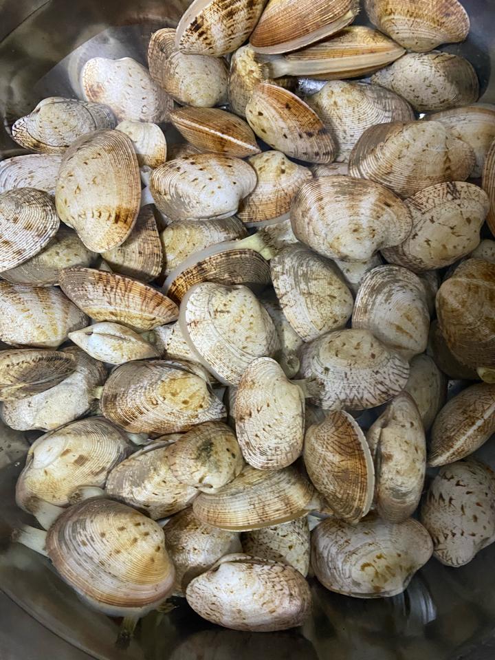 ngao hai cùi-duoc-ban-tai-Ốc nàng dâu